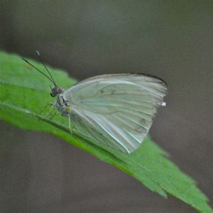 southern white butterfly